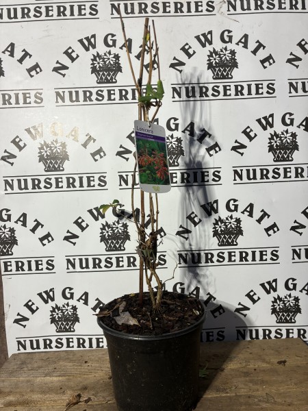 Lonicera Dropmore Scarlet