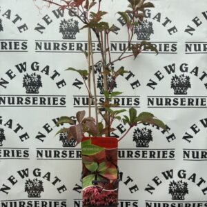 Parthenocissus Henryana