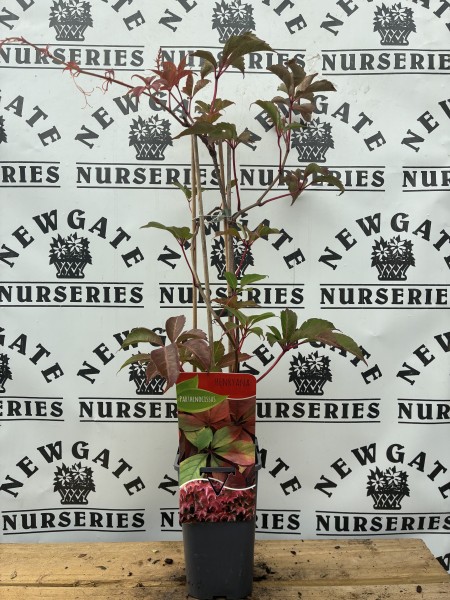 Parthenocissus Henryana