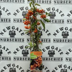 Pyracantha Coccinea Golden Charmer