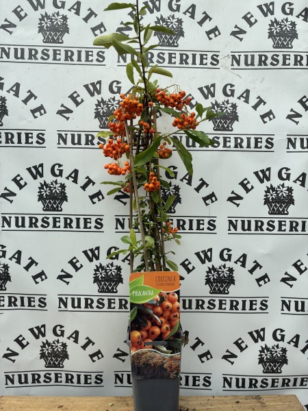 Pyracantha Coccinea Golden Charmer