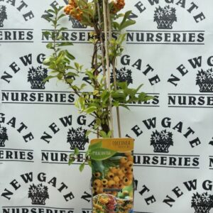 Pyracantha Coccinea Soleil D Or