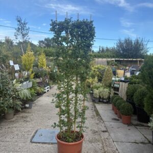 Ceanothus Trewithen Blue 1.8m Trellis C20