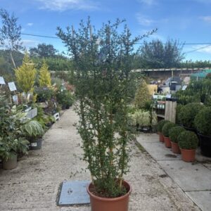Ceanothus Concha 1.5m Trellis C20