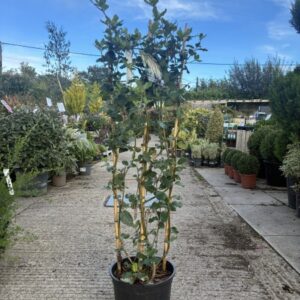 Garrya elliptica 1.2m Trellis