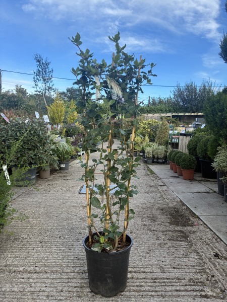 Garrya elliptica 1.2m Trellis