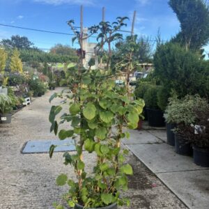 Hydrangea Petiolaris 1.2m Trellis