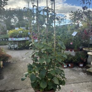 Hydrangea petiolaris 1.5m Trellis