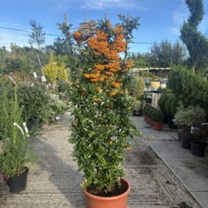 Pyracantha 1.5m trellis 'Golden Glow'
