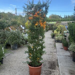 Pyracantha 1.8m trellis 'Golden Glow'