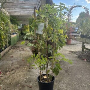 Wisteria sinensis 120cm trellis