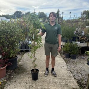Akebia quinata Cream Form 150-175cm
