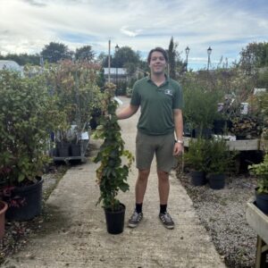 Boston Ivy 150-175cm