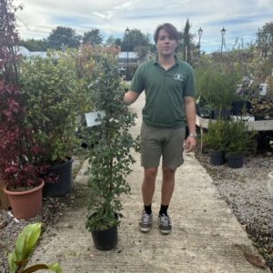 Ceanothus 'Concha' 120cm