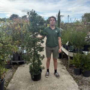 Ceanothus Yankee Point 150cm