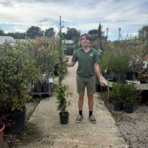 Trachelospermum jasminoides Star Jasmine 150-170cms