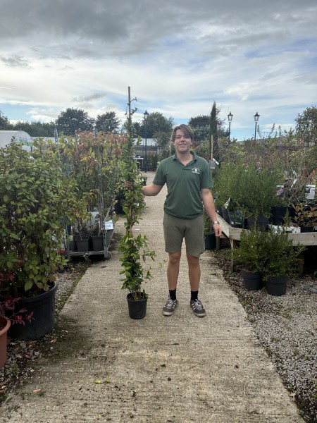 Trachelospermum jasminoides Star Jasmine 150-170cms