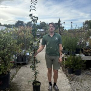 Lonicera hen. Copper Beauty 150-175cm