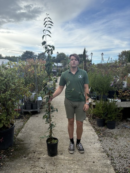 Lonicera hen. Copper Beauty 150-175cm