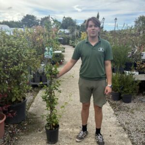 Lonicera Japonica Halliana 150-175cm