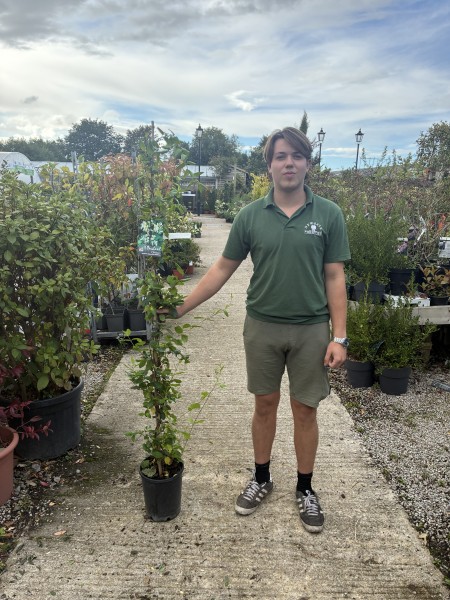 Lonicera Japonica Halliana 150-175cm