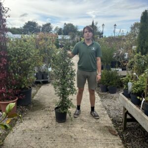 Lonicera per. Belgica 150-175cm