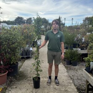 Solanum jasminoides 150-175cm