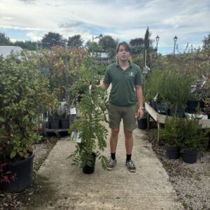 Wisteria sinensis Prolific 150-175cm
