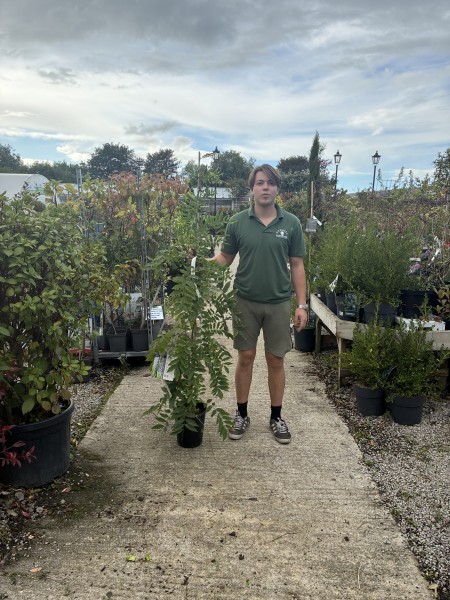 Wisteria sinensis Prolific 150-175cm