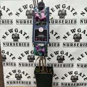 Clematis Queen Mother Royal Family Collection