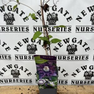 Clematis Multi Blue