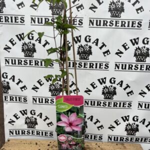 Clematis Hagley Hybrid c2