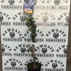 Clematis Spotlight
