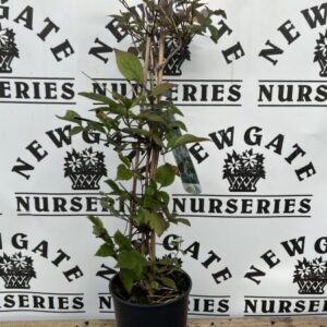 Clematis montana var Wilsonii
