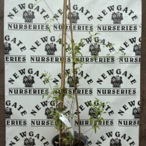 Clematis Tangutica C2