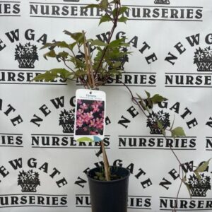 Clematis Montana Tetrarose