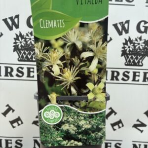 Clematis Vitalba
