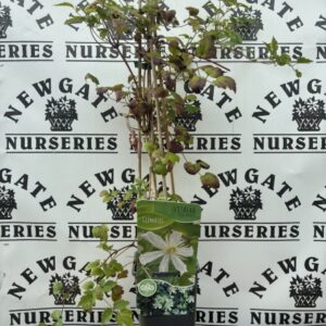 Clematis Vitalba Paul Farges