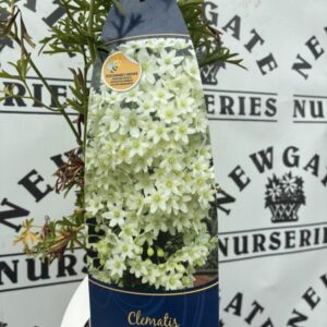 Clematis Joe C2
