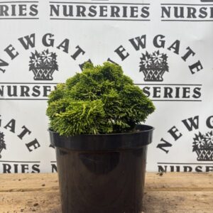 Chamaecyparis Obtusa Aurora