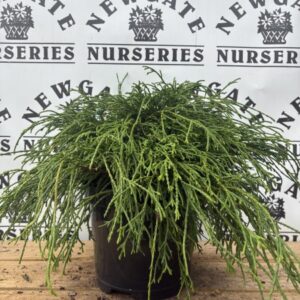 Chamaecyparis Pisifera Filifera Nana c3