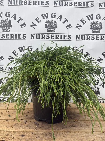 Chamaecyparis Pisifera Filifera Nana c3