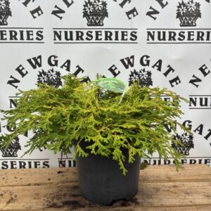 Chamaecyparis Obtusa Karamachiba
