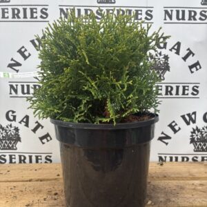 Thuja occ 'Waterfield'