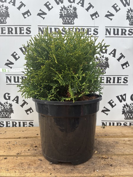 Thuja occ 'Waterfield'
