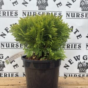 Thuja occ 'Mirjam'
