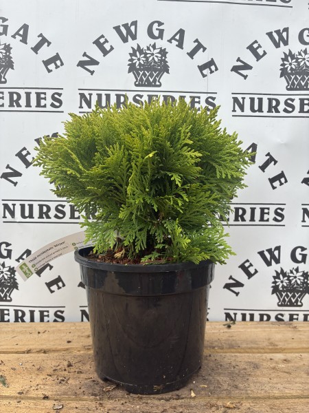 Thuja occ 'Mirjam'