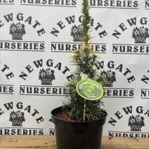 Taxus Baccata Standishi c3