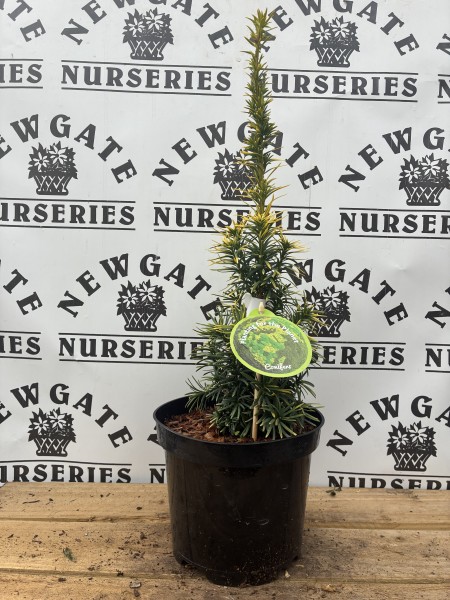 Taxus Baccata Standishi c3