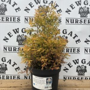 Thuja Occidentalis Rheingold c2